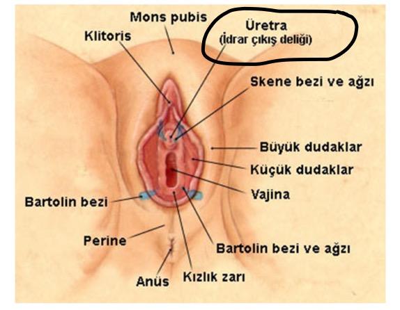 Kızlar nasıl tuvalet yapıyor?