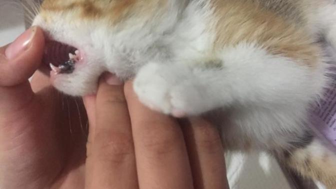 Kedimin ağzındaki siyah şey nedir?