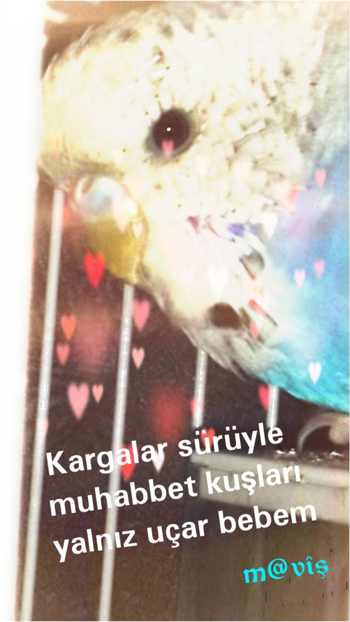 Sultan papağanıyla muhabbet kuşu iyi anlaşır mı?