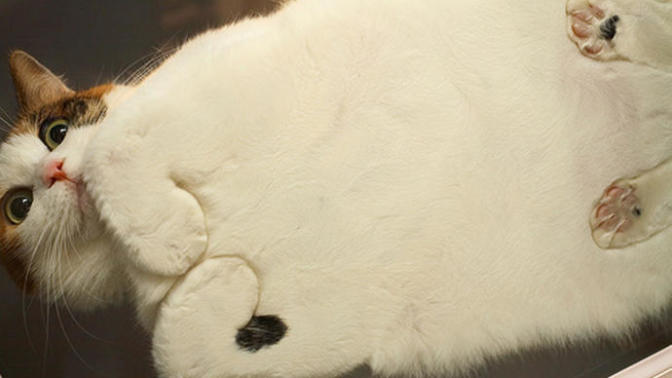 Oruçluyken yolda şirin bir kedi görüp 'Yerim seni' demek orucu bozar mı?