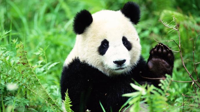 WWF destek bekliyor! Siz de nesli tükenen hayvanları evlat edinir misiniz?