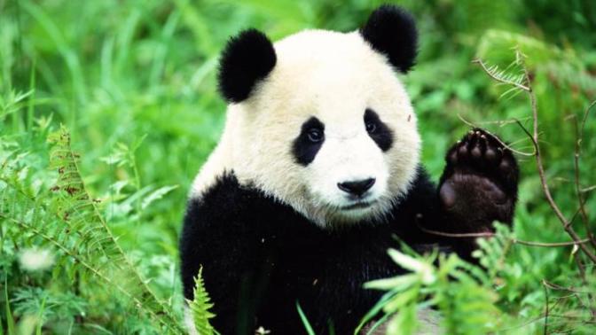 WWF destek bekliyor! Siz de nesli tükenen hayvanları evlat edinir misiniz?