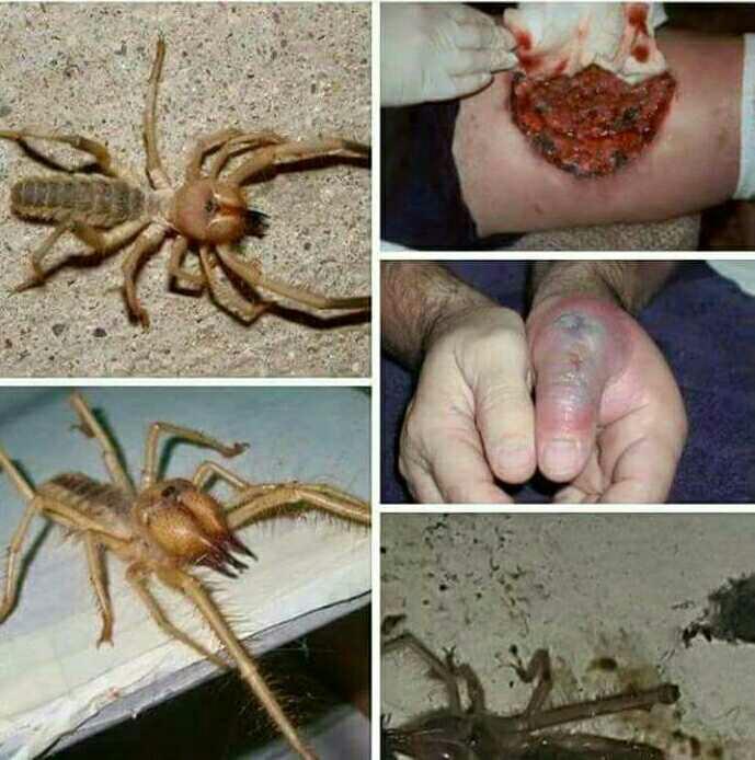 Kuzey Irak Çöllerin'den Gelen Bu Böceği Tanıyan Var  mı???