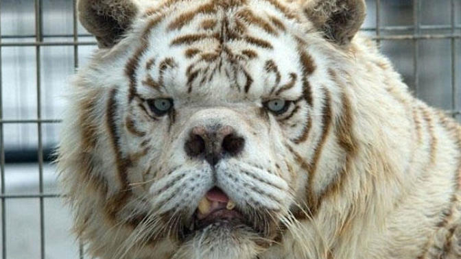 Daha önce down sendromlu hayvan gördünüz mü?