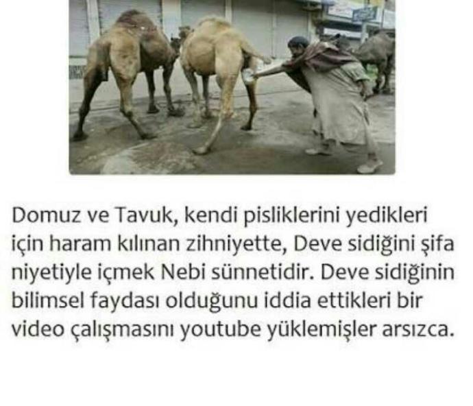 Arapların  deve sidiği  içmesi  konusunda  ne düşünüyorsunuz? ??