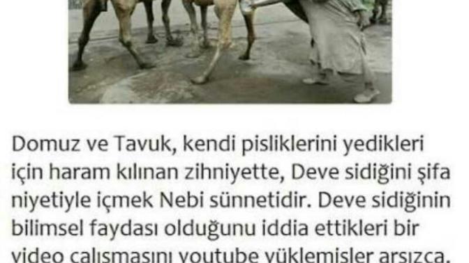 Arapların deve sidiği içmesi konusunda ne düşünüyorsunuz? ?