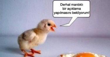 Civciv, oğlak, kuzu, sıpa, tay, vs. hangisi hangi hayvanın tatlı yavrusuna sahip olmak isterdiniz?
