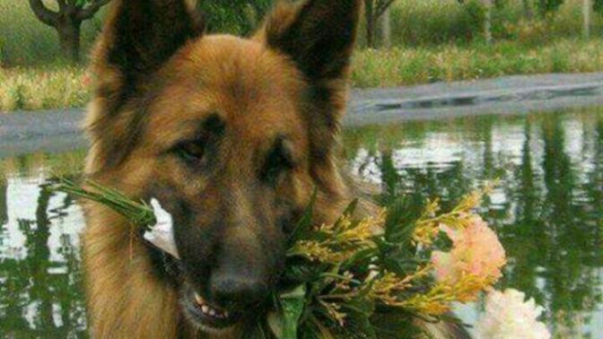 Köpeklere yulaflı bisküvi dokunurmu?
