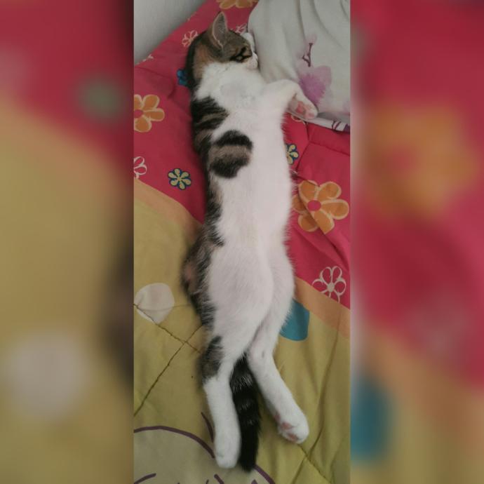 3 aylık kedimi sahiplendiriyorum isteyen var mi?