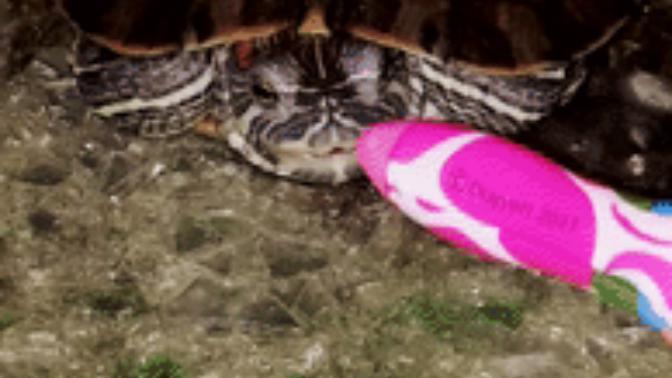 Kaplumbağam çok vahşi, nasıl sakinleştirebilirim?