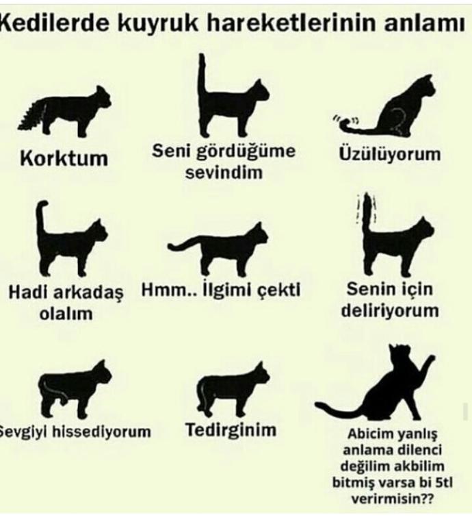 Kedi severler kedilerin kuyruk hareketlerini hiç merak ettiniz mi 🐱🐱🐭🐭?