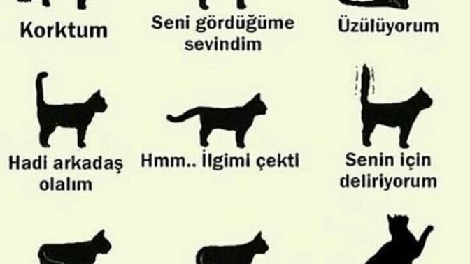 Kedi severler kedilerin kuyruk hareketlerini hiç merak ettiniz mi 🐱🐱🐭🐭?