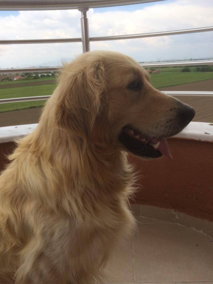 İlk defa köpek sahiplenicem?