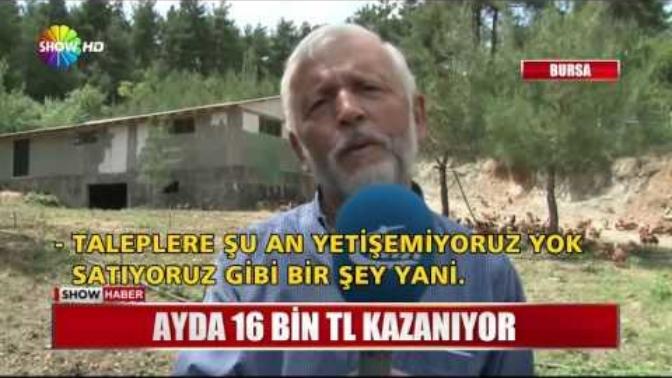 Tavuk çiftliği işi karlı mı sizce?