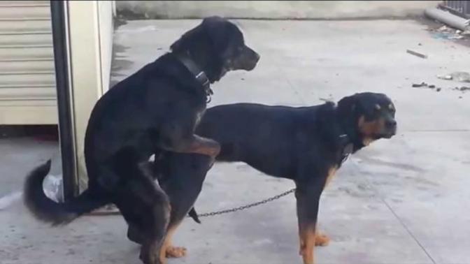 3 aylık erkek köpeğim çiftleşme hareketi yapıyor hemde erkek köpeğe neden aşağıdaki tesimdeki hareketi yapıyor?