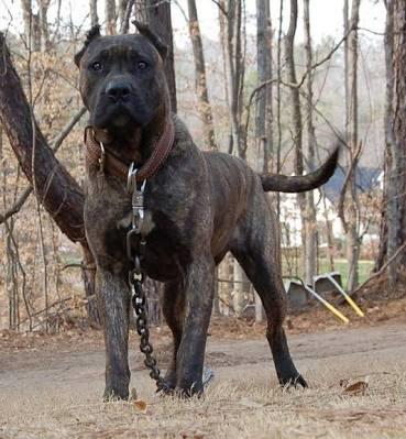 Dogo argentino mu pitbull mu?