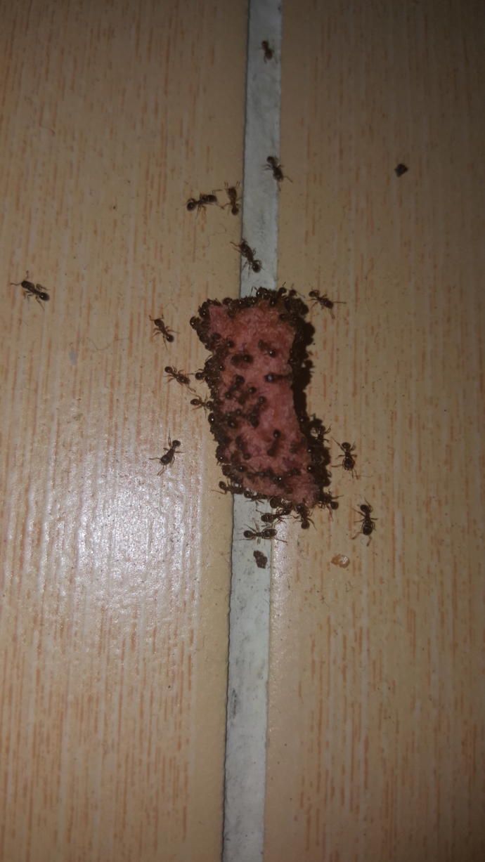 Sizce karıncaların en sevdiği yiyecek nedir?