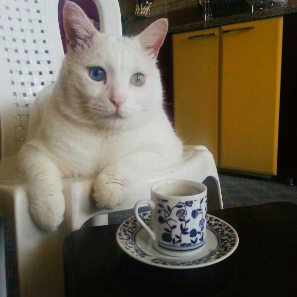 Kedimin sorunu ne?