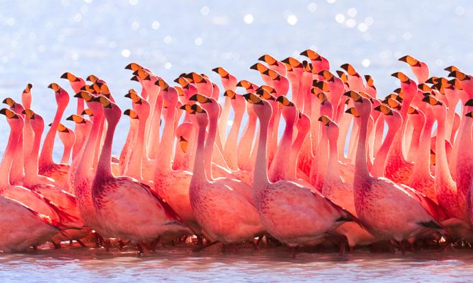 Flamingolar mı daha romantik yoksa Türk erkekleri mi?
