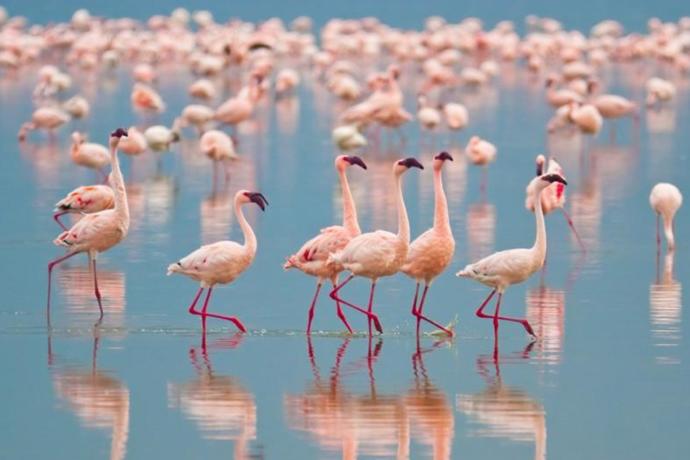Flamingolar mı daha romantik yoksa Türk erkekleri mi ?