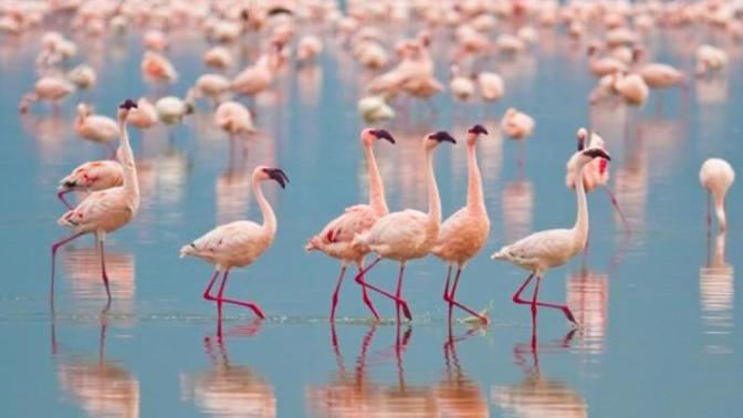 Flamingolar mı daha romantik yoksa Türk erkekleri mi?