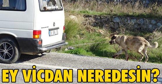 Hayvanlarin dili olsaydi bize neler söylerlerdi?