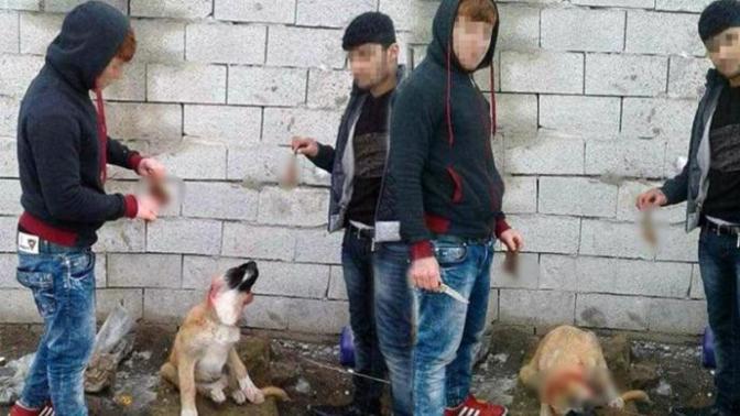 Hayvanlarin dili olsaydi bize neler söylerlerdi?