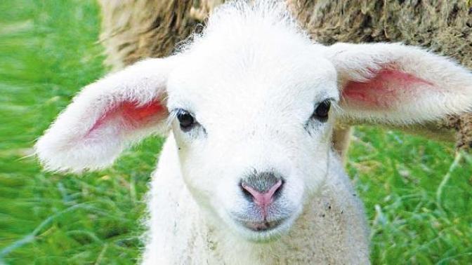 "Kuzum" kelimesini kullanıyor musunuz? Kimler için kullanırsınız?