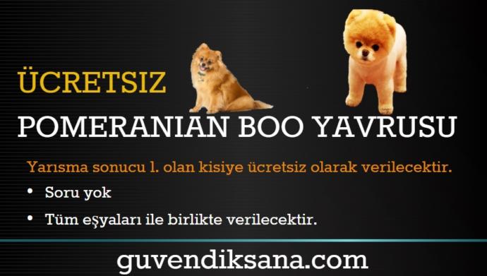 Ücretsiz Pomeranian Sahiplenmek İçin Yarışmaya Katıldım ?