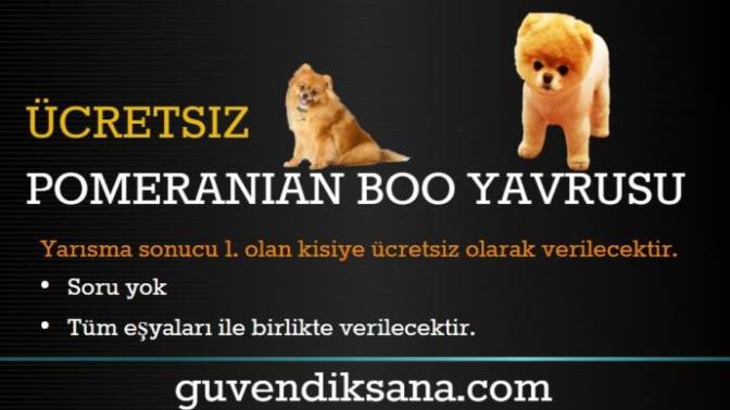 Ücretsiz Pomeranian Sahiplenmek İçin Yarışmaya Katıldım?