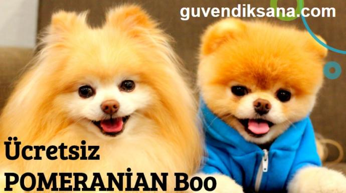 Ücretsiz Pomeranian Boo İsteyenler ?