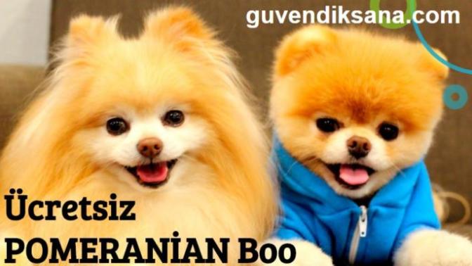 Ücretsiz Pomeranian Boo İsteyenler?
