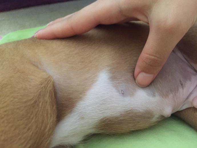 Arkadaşlar köpeğimin karnında böyle şeyler var ??