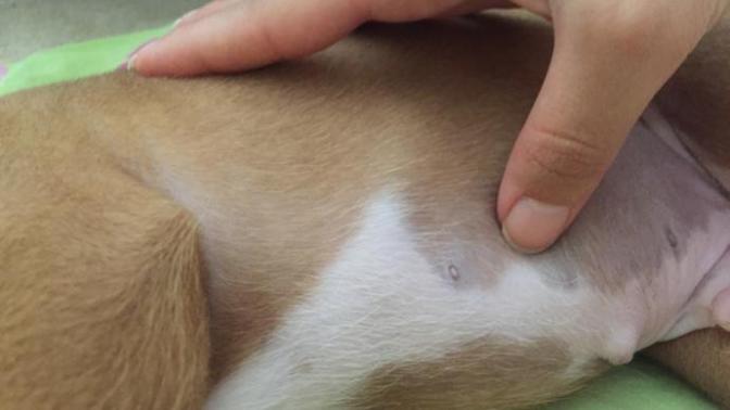 Arkadaşlar köpeğimin karnında böyle şeyler var?