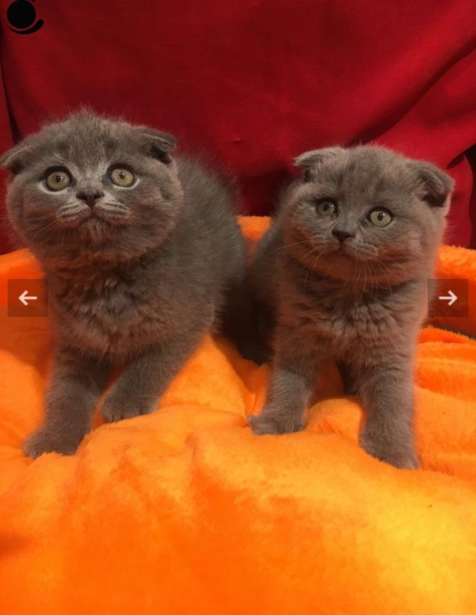 Bu kedi cinsinden  İstanbul  içi nerden alabilirim? Tavsiyeniz varsa alırım?