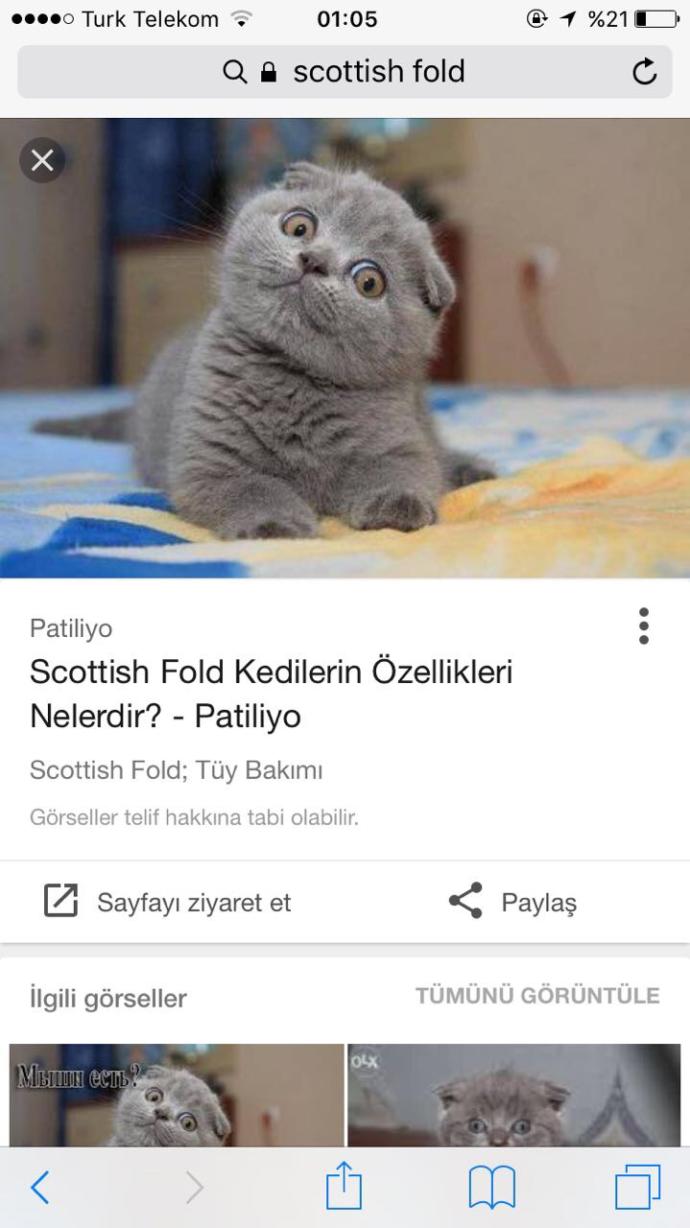 Bu kedi cinsinden  İstanbul  içi nerden alabilirim ? Tavsiyeniz varsa alırım ?