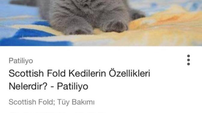 Bu kedi cinsinden  İstanbul  içi nerden alabilirim? Tavsiyeniz varsa alırım?