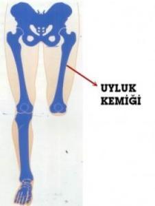 Kızlar, Bir İnsanın Uyluk Kemiği Diğer Bir İnsanın Uyluk Kemiği üzerine nasıl gelir?
