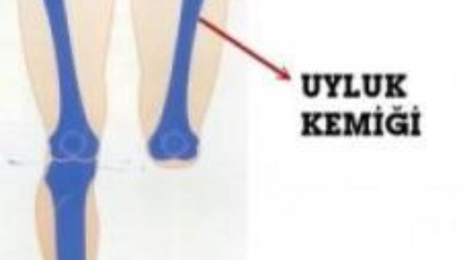 Kızlar, Bir İnsanın Uyluk Kemiği Diğer Bir İnsanın Uyluk Kemiği üzerine nasıl gelir?