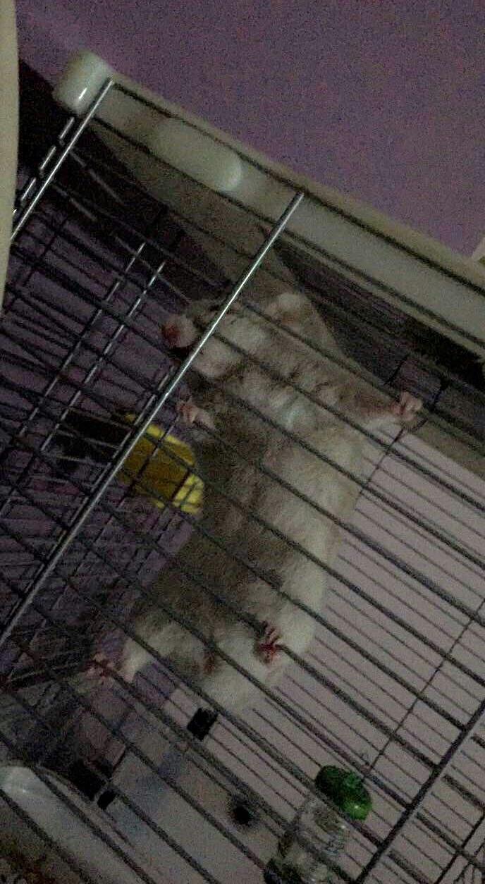 hamsterım kafese tırmanıp kendini yere atıyor?