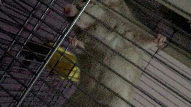 Hamsterım kafese tırmanıp kendini yere atıyor. Ne yapmalıyım?