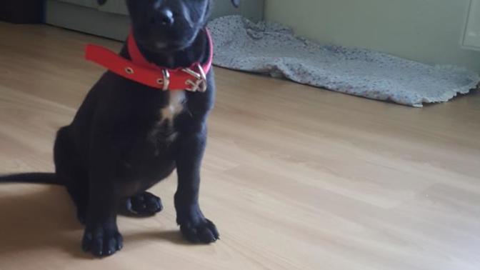 Köpeğim acaba hangi kopeciklerin kırması?