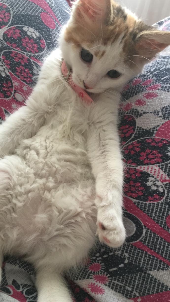 Kedim niye dışardan ve insanlardan korkuyor? Büyük kediye neden saldırmak istiyor?