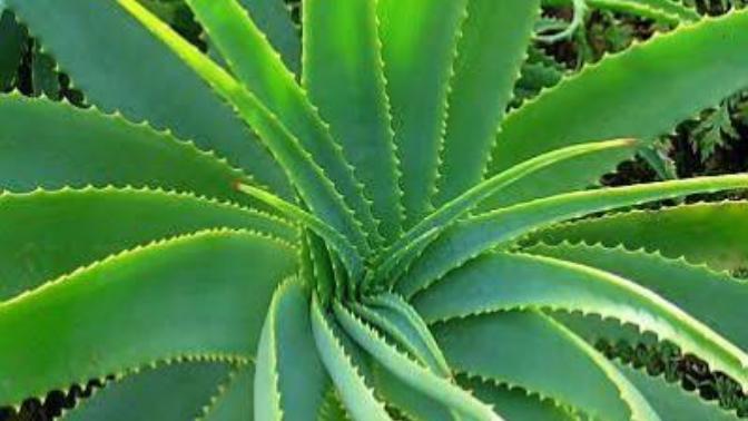Aloe vera yenir mi? Aloe vera yüzde ne kadar kalmalı?