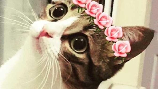 Kedimin tüyleri çook dökülüyor, ne yapabilirim?:(?