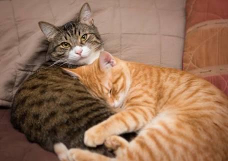 Birlikte kedi besleyip sevebileceğim bir sevgili istiyorum 😊?