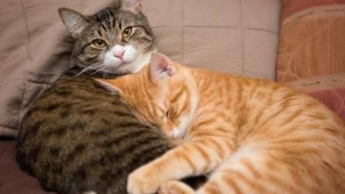 Birlikte kedi besleyip sevebileceğim bir sevgili istiyorum 😊?