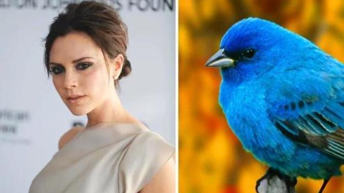 Kuş pisliği ile cilt sorunlarına veda edin! Cildinizi aydınlatmak ve akneleri azaltmak için yüzünüze kuş pişliği sürer misiniz?