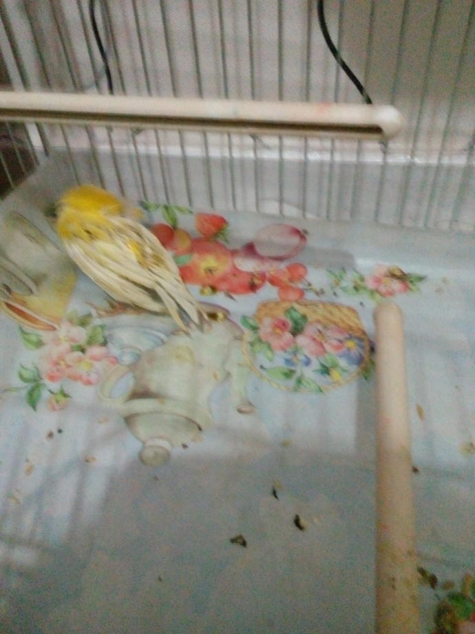 Kanaryam hep uyuyor lutfen yardim edin kardesleri hep dovuyordu ayirdim ?