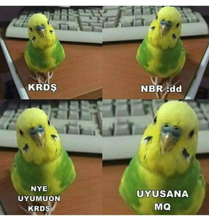 Niye uyumuyon krdş 😂😂😂?